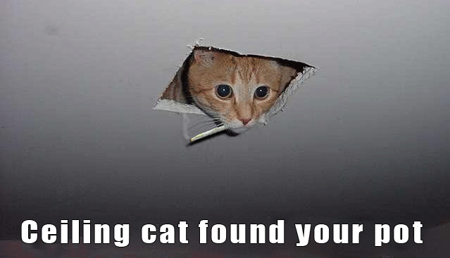 Ceiling cat found your pot