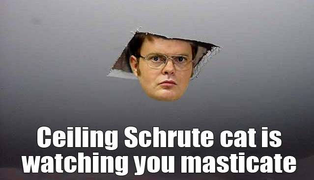 Ceiling Schrute cat is watching you masticate