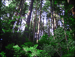 [Forest in Lynn Valley, North Vancouver, British Columbia, Canada]